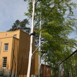 Baumerhaltung Weißanstrich an Buche mit Arborflex Hamburg