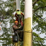 Baumerhaltung Weißanstrich an Buche mit Arborflex Hamburg 2