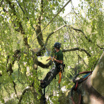 Kronenpflege vom Fachmann – Niedenhoff Baumpflege