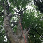 Niedenhoff Baumpflege Kronensicherung an Buche 2