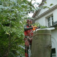 Spezialfällung Buche Lübeck