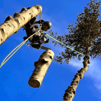 Baumfällung – ein Teil der Baumpflege