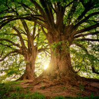 oak-baumpflege-2