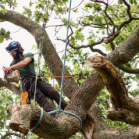 oak-baumpflege-4