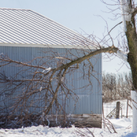 oak-baumpflege-7